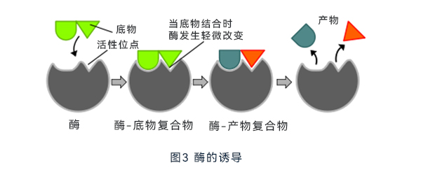 酶的诱导